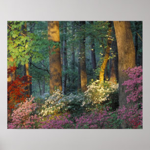 USA, Georgia, Callaway Gardens, Azalea forest. Poster