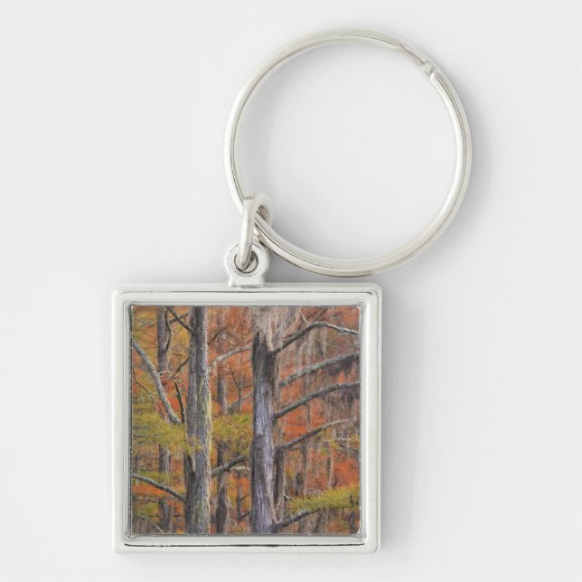 USA, Georgia, George Smith State Park, Cypress Keychain (Front)
