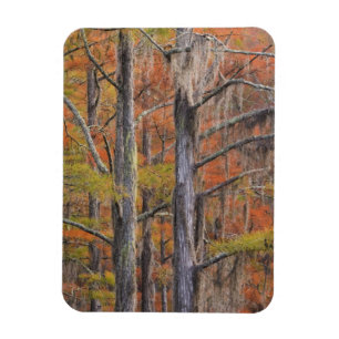 USA, Georgia, George Smith State Park, Cypress Magnet