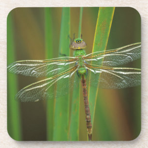 USA, Georgia. Green darner dragonfly on reeds Coaster