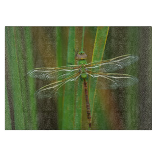 USA, Georgia. Green darner dragonfly on reeds Cutting Board