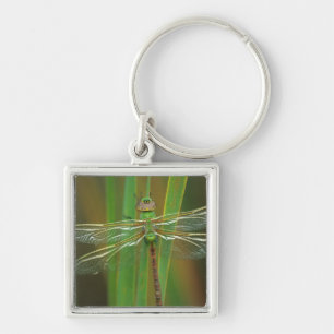USA, Georgia. Green darner dragonfly on reeds Keychain