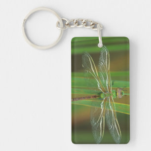 USA, Georgia. Green darner dragonfly on reeds Keychain
