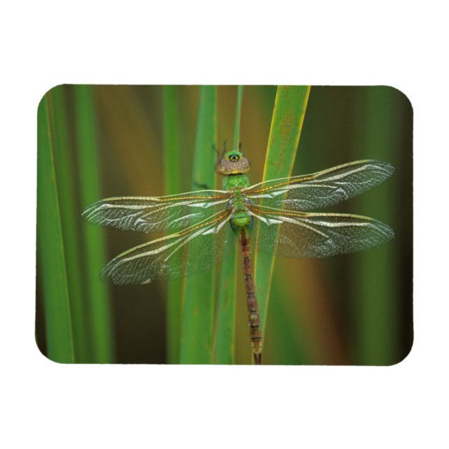 USA, Georgia. Green darner dragonfly on reeds Magnet (Horizontal)