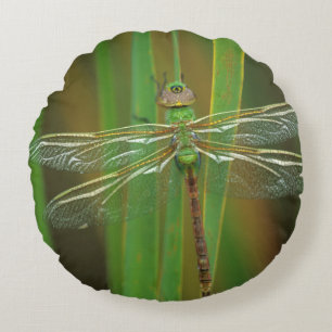 USA, Georgia. Green darner dragonfly on reeds Round Pillow