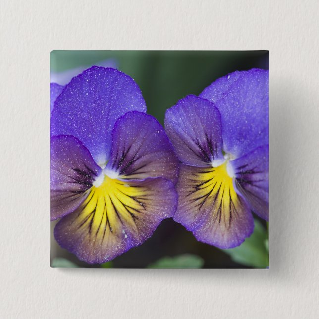 USA, Georgia, Pine Mountain. A closeup of pansy 2 Inch Square Button (Front)