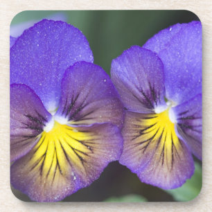 USA, Georgia, Pine Mountain. A closeup of pansy Coaster