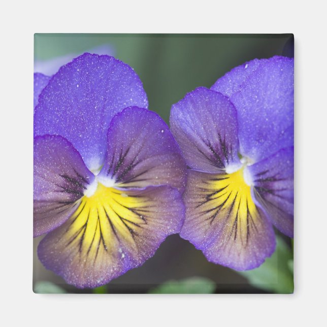 USA, Georgia, Pine Mountain. A closeup of pansy Magnet (Front)