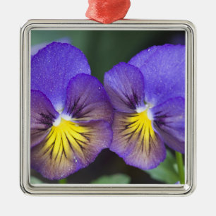 USA, Georgia, Pine Mountain. A closeup of pansy Metal Ornament