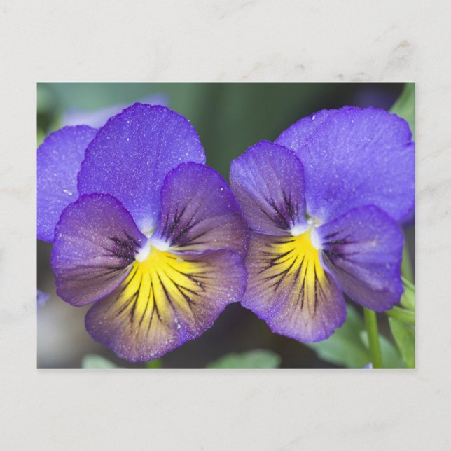 USA, Georgia, Pine Mountain. A closeup of pansy Postcard (Front)