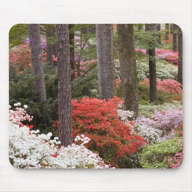 USA, Georgia, Pine Mountain. A forest of Mouse Pad (Front)