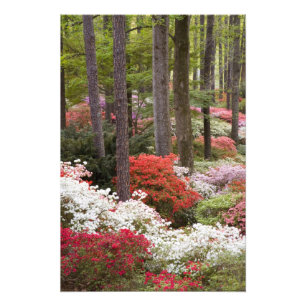 USA, Georgia, Pine Mountain. A forest of Photo Print