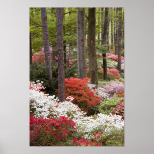 USA, Georgia, Pine Mountain. A forest of Poster