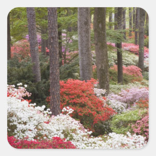 USA, Georgia, Pine Mountain. A forest of Square Sticker