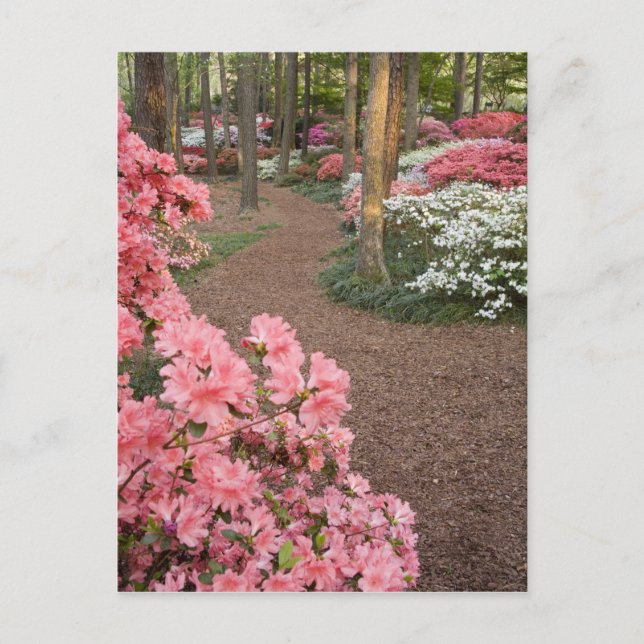 USA, Georgia, Pine Mountain. A pathway through Postcard (Front)