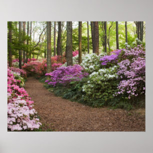 USA, Georgia, Pine Mountain. A pathway through Poster