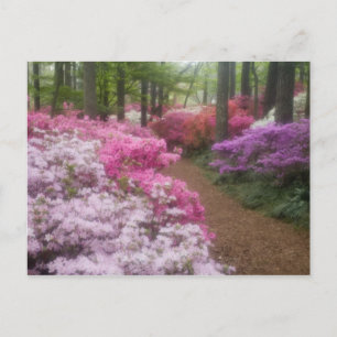 USA; Georgia; Pine Mountain. Azaleas at 2 Postcard