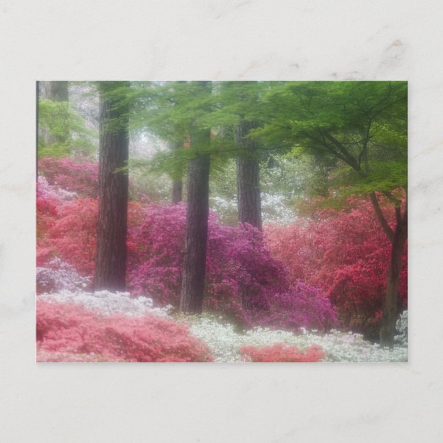 USA; Georgia; Pine mountain. Azaleas at Postcard (Front)