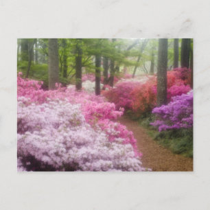 USA; Georgia; Pine Mountain. Azaleas at Postcard
