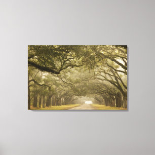USA, Georgia, Savannah, An oak lined drive in Canvas Print