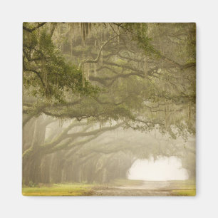 USA, Georgia, Savannah, An oak lined drive in Magnet