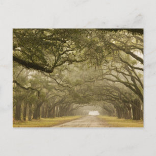 USA, Georgia, Savannah, An oak lined drive in Postcard