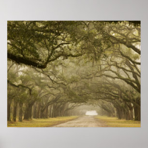 USA, Georgia, Savannah, An oak lined drive in Poster