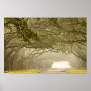 USA, Georgia, Savannah, An oak lined drive in Poster