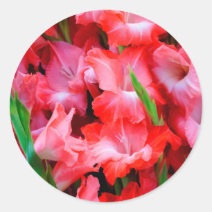USA, Georgia, Savannah, Bouquet Of Gladiolus Classic Round Sticker