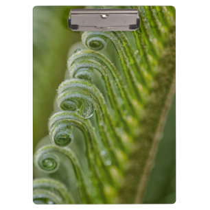 USA, Georgia, Savannah, Close-Up Of New Fronds Clipboard