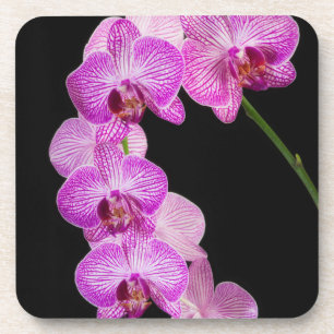 USA, Georgia, Savannah, Cluster Of Orchids 2 Coaster