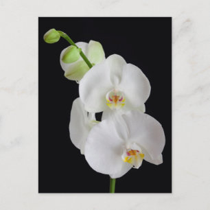 USA, Georgia, Savannah, Cluster Of Orchids Postcard