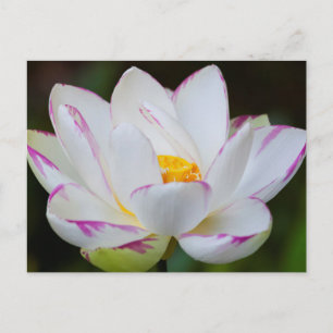 USA, Georgia, Savannah, Lootus Flower Blooming Postcard