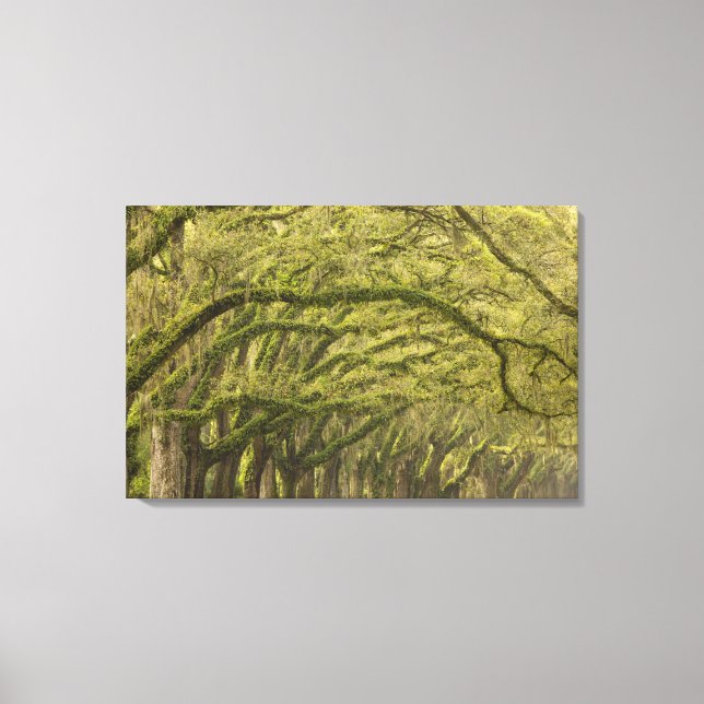 USA; Georgia; Savannah. Oak trees with Canvas Print (Front)