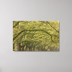 USA; Georgia; Savannah. Oak trees with Canvas Print
