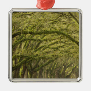 USA; Georgia; Savannah. Oak trees with Metal Ornament