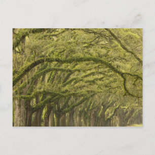 USA; Georgia; Savannah. Oak trees with Postcard