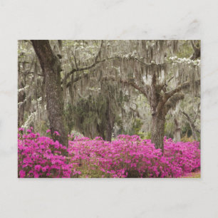 USA, Georgia, Savannah, Spring at Historic Postcard