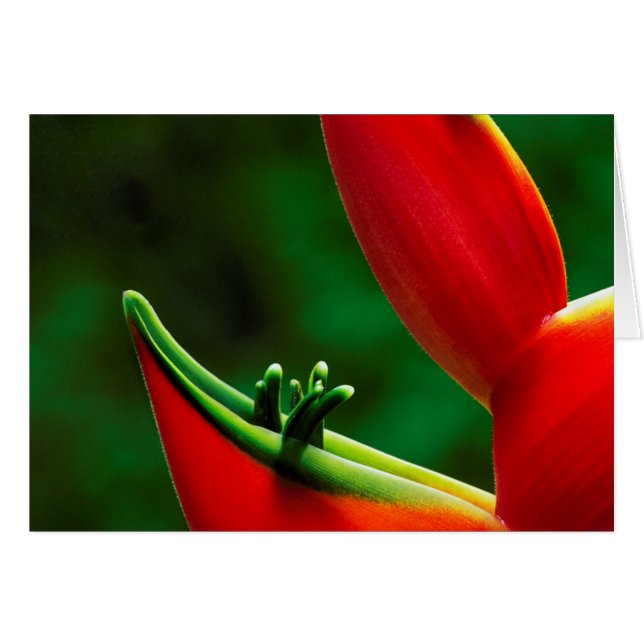 USA, Hawaï, Hilo. Heliconia (Devant horizontal)