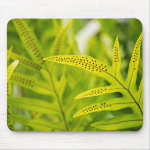 USA, Hawaii, Big Island. Tropical Green Fern Mouse Pad