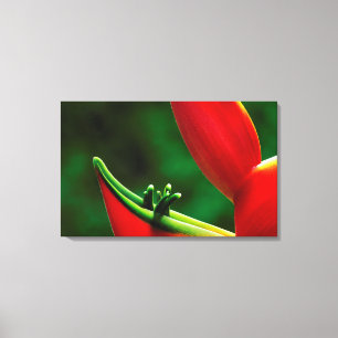 USA, Hawaii, Hilo. Heliconia Canvas Print