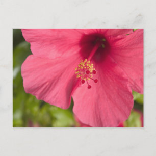 USA, Hawaii, Kauai, Hibiscus Postcard