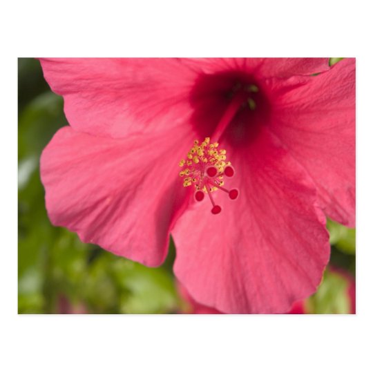 USA, Hawaii, Kauai, Hibiscus Postcard
