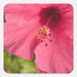 USA, Hawaii, Kauai, Hibiscus Square Sticker