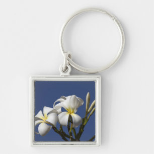 USA, Hawaii, Kauai, white plumeria. Keychain