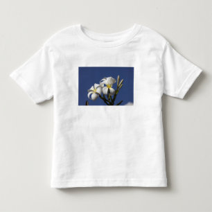 USA, Hawaii, Kauai, white plumeria. Toddler T-shirt