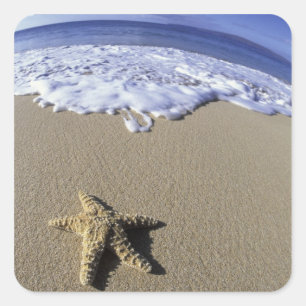 USA, Hawaii, Maui, Makena Beach, Starfish and Square Sticker