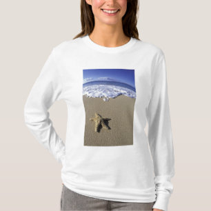 USA, Hawaii, Maui, Makena Beach, Starfish and T-Shirt