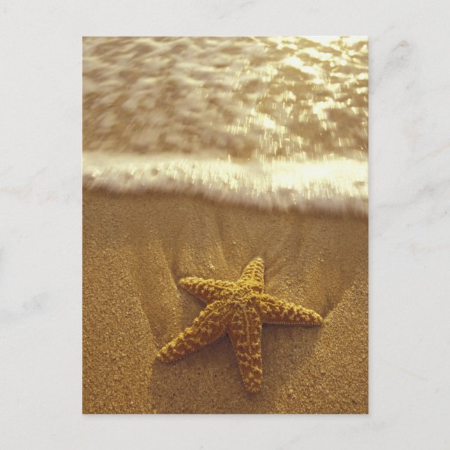 USA, Hawaii, Maui, Maui, Kihei, Starfish and Postcard (Front)