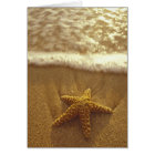 USA, Hawaii, Maui, Maui, Kihei, Starfish et